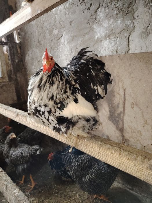 Cocoș chochinchina pitic original