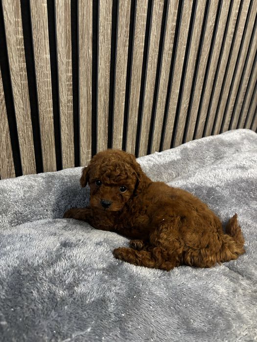 Той пудел момиче и момче