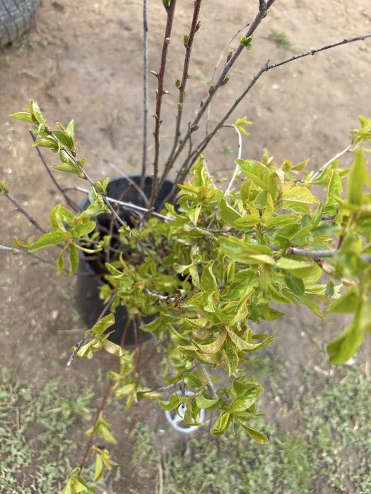 Вишня рассада по 400 тен