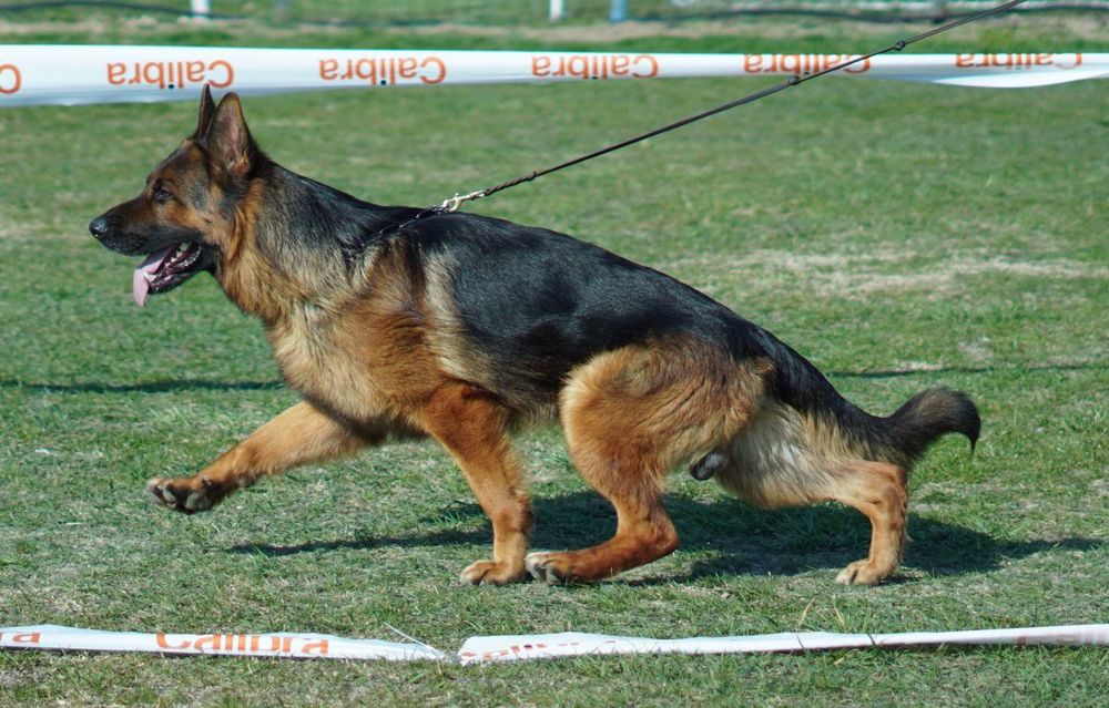 Ciobanesc german