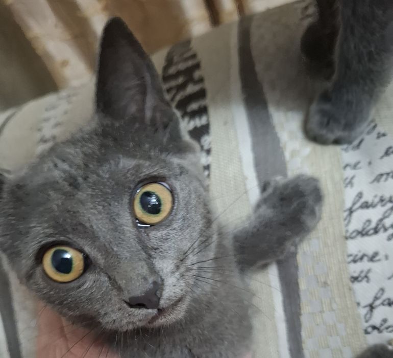 Отдаю котят бесплатно