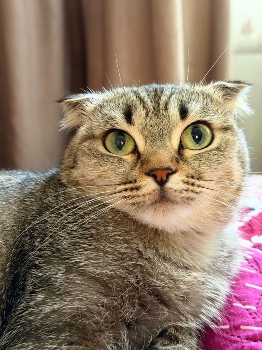 Кошка шотландская вислоухая