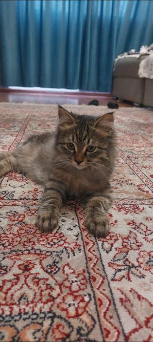 котёнок отдам дором