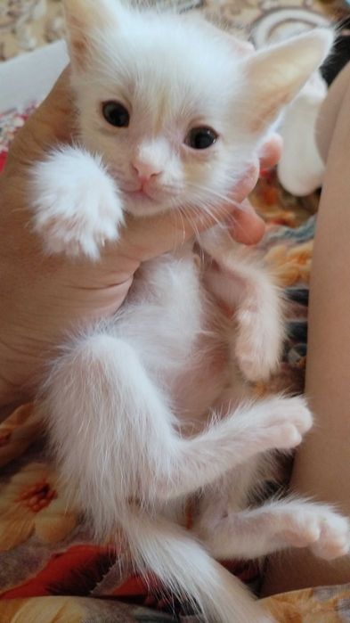 Котёнок в добрые руки
