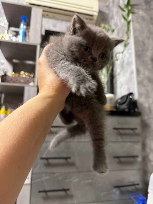 Котенок девочка Страйт