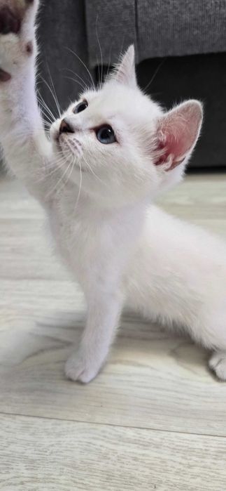 Британский котёнок