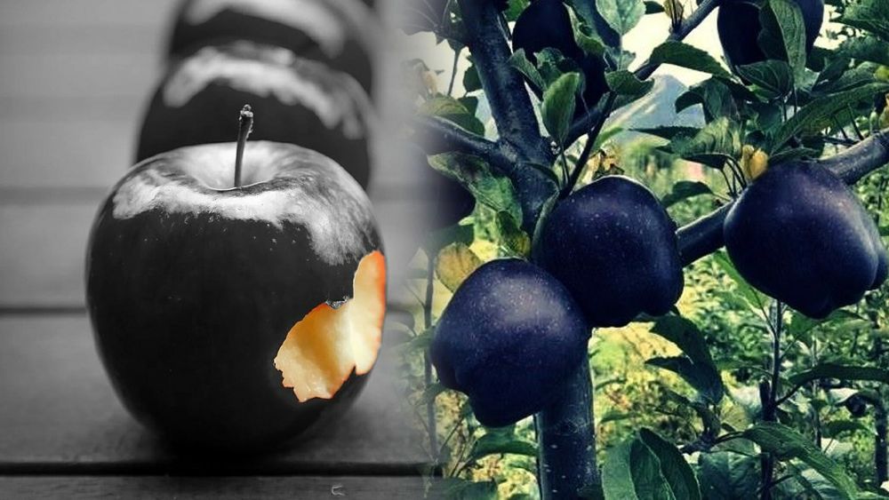 Mar Deosebit Black Diamond