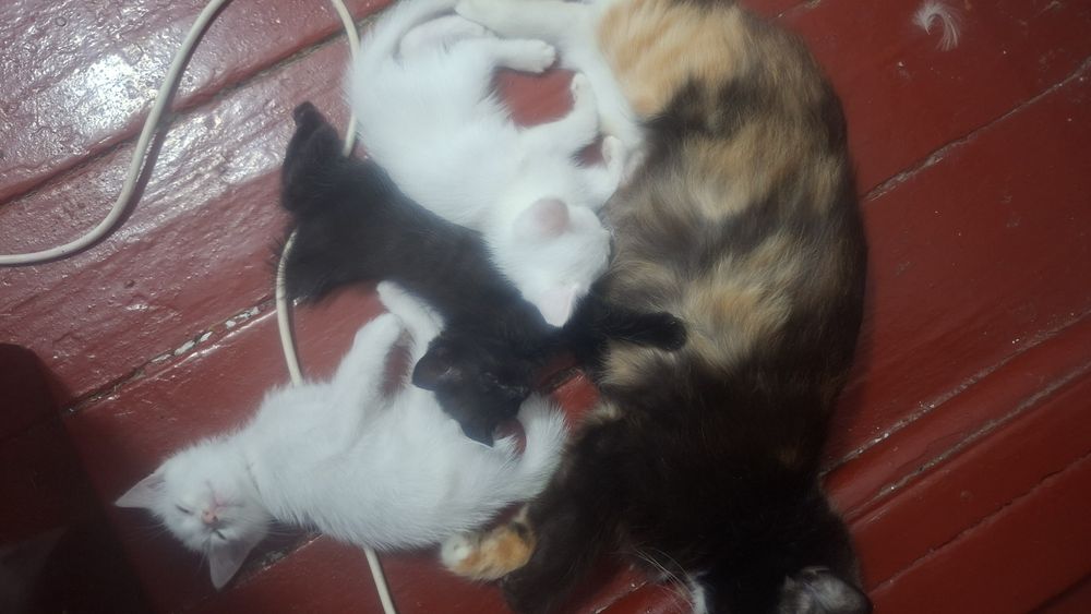 Отдам котят в добрые руки