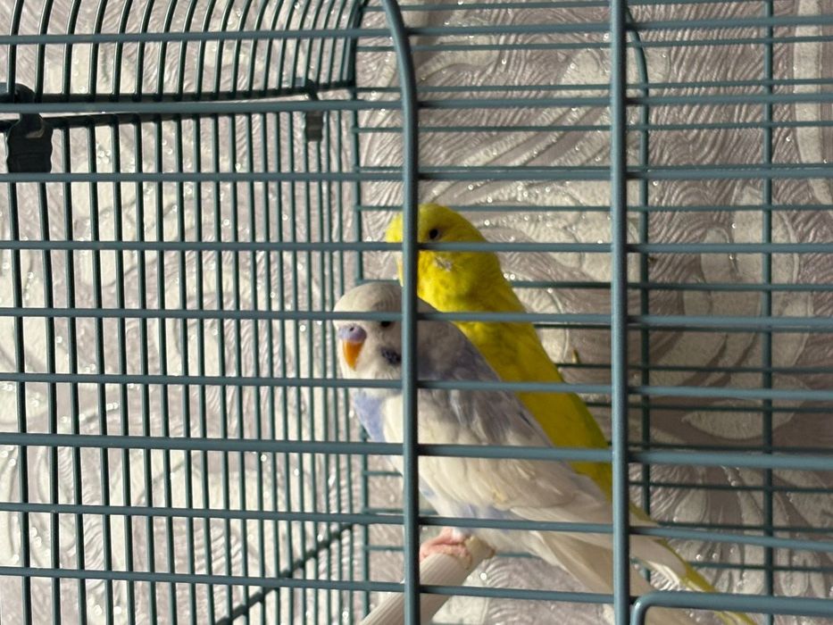 2 попугая,пара с клеткой