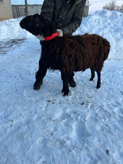 Кошкар гесарский