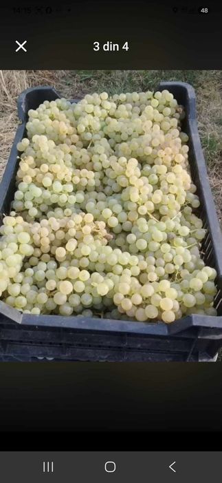 Vănd struguri de vin să transportă la domiciliul clientului