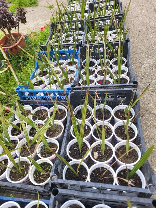 Палми от форми..