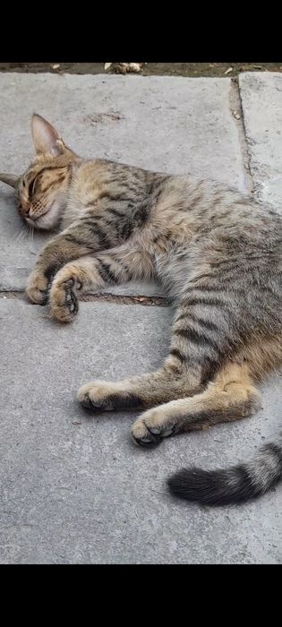 Продам умного и ласкового домашнего котёнка