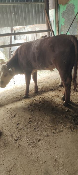 Продам двух телок жирных