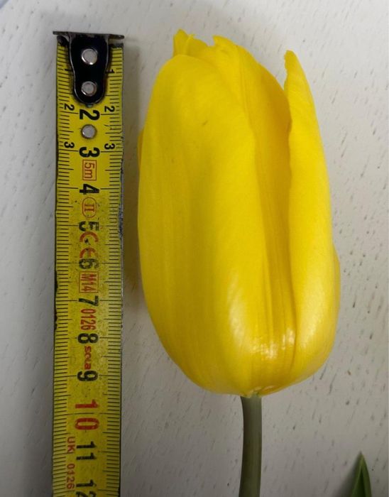 Тюльпаны оптом Астана