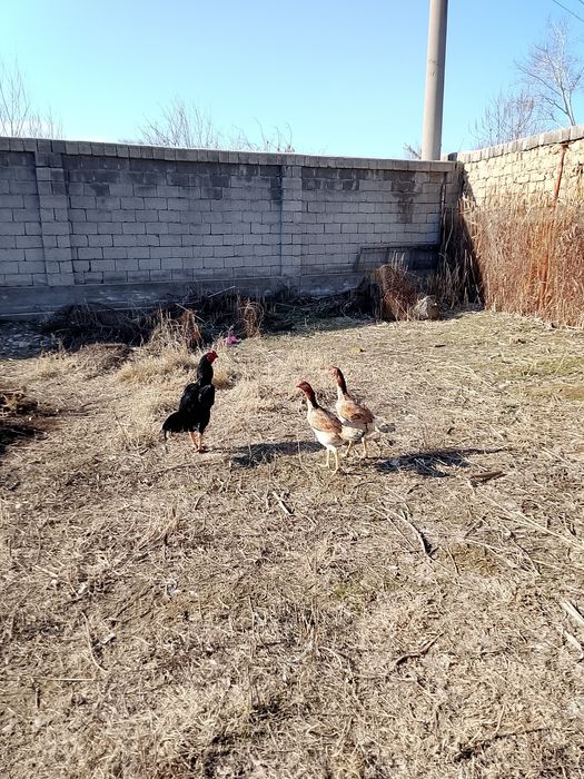 Даканла сотилади.