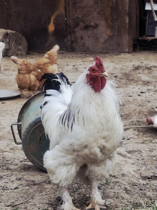 Брама кораз сатылады