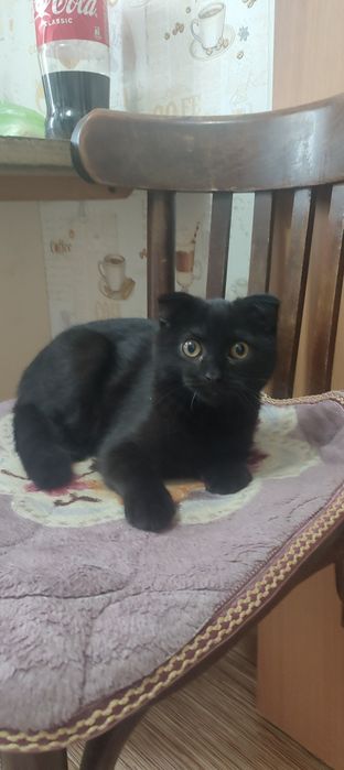 Продам котенка скотиш фолд