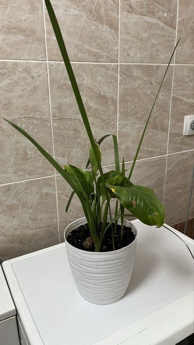 Домашние растения