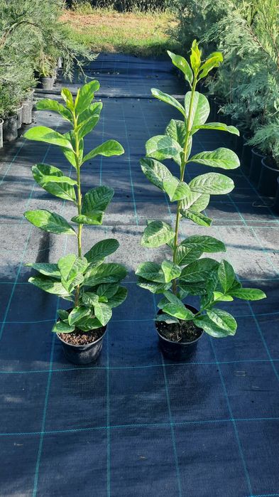 Photinia Red Robin 50-70 cm / Laur Englezesc / Prunus Laurocerasus / F