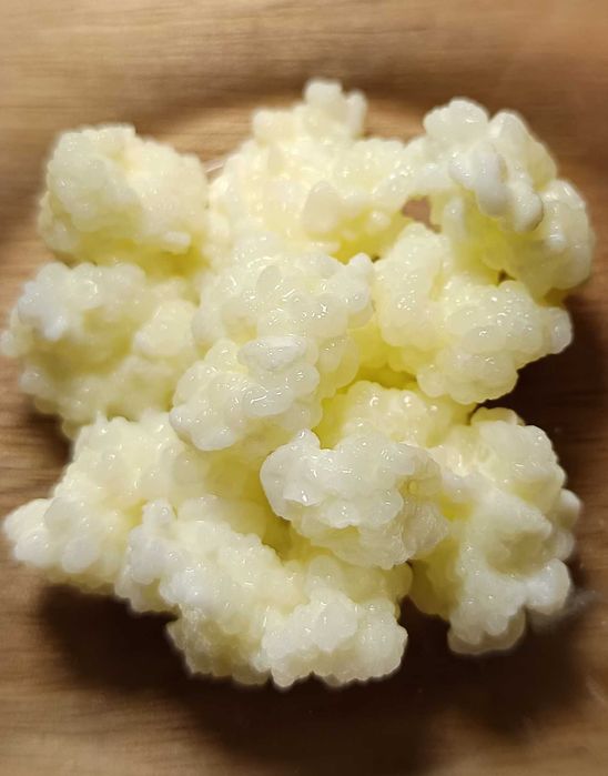 Pachet Kefir lapte + Kefir apă + Kombucha | 3 culturi vii pentru fermentare acasă + instrucțiuni complete