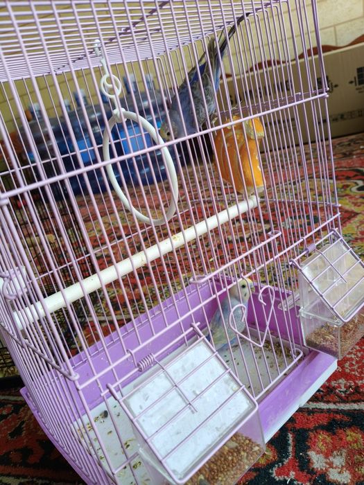 Попугай с клеткой