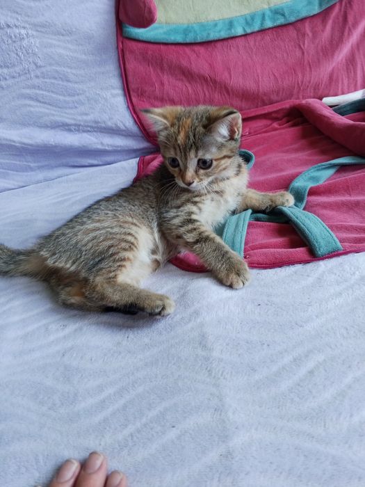 Котенок скотиш страйт