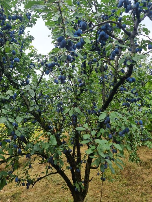 Prune pentru tuica Bio / nestropite