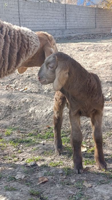АРАШАНГА+ Ишкибозлар сотувда бор.