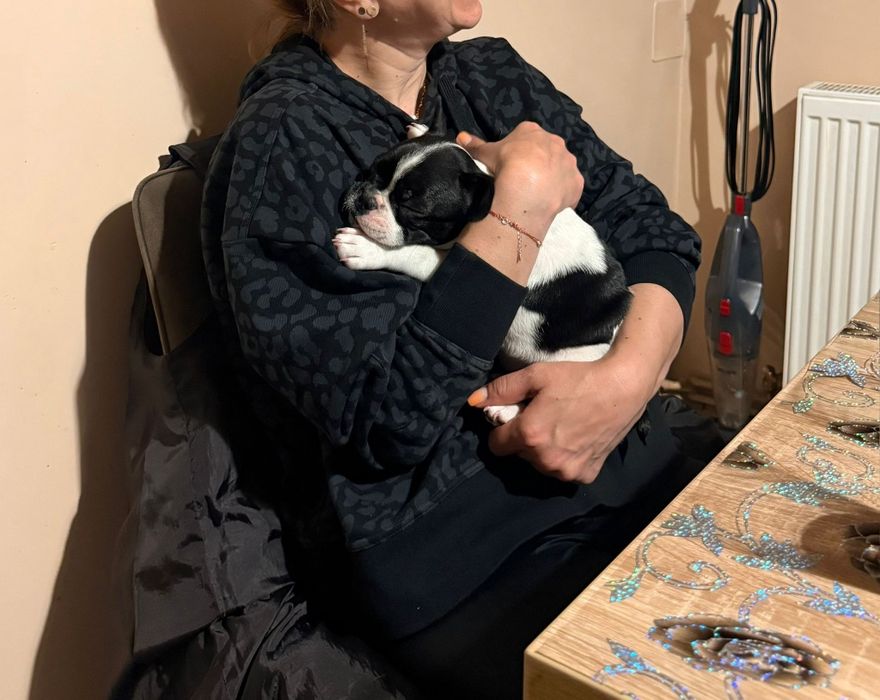 Buldog francez baietel preț 1500 lei