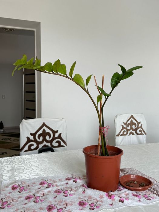 Продам комнатные цветы доллар