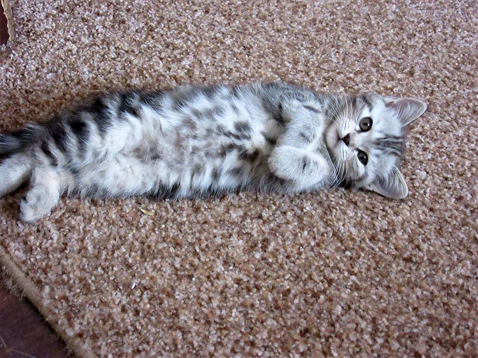 Шикарные шотландские котята