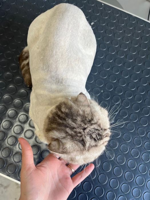 Стрижка линька кот собака