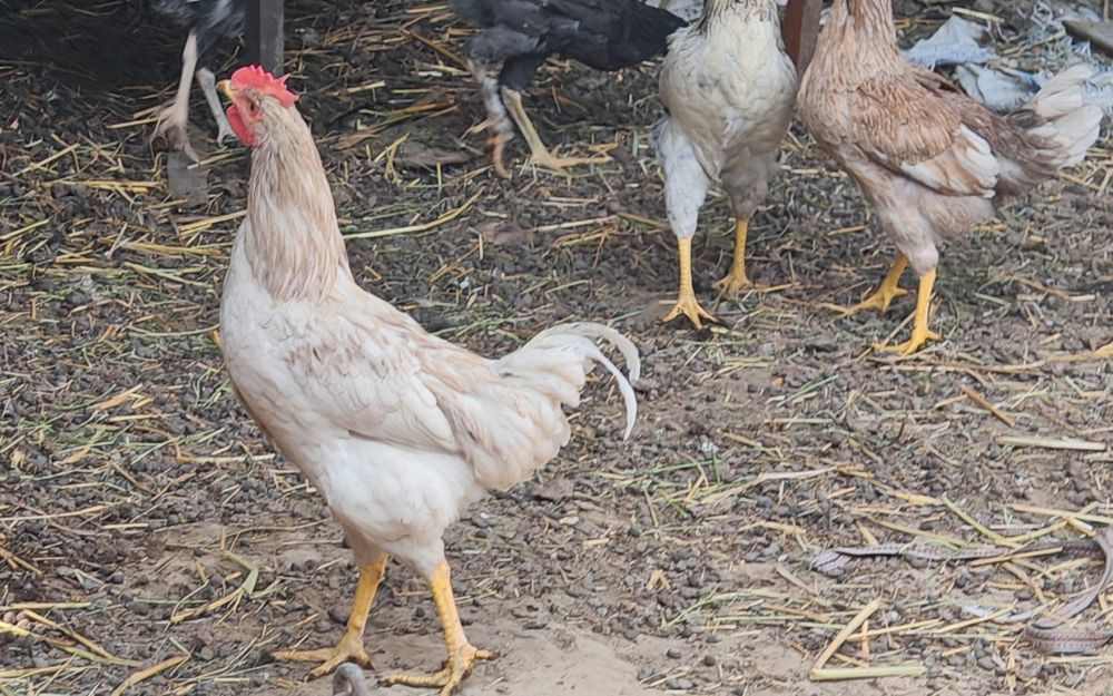 Joja horozlar dotiladi,жужа хурозлар сотилади