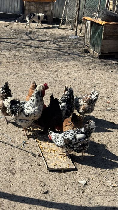 Ouă de casă pentru incubat