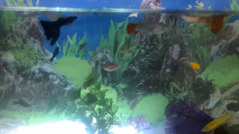 Продам аквариум с рыбками