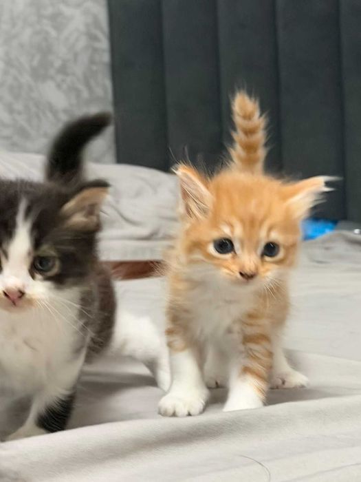 котята от Мамы  кошки