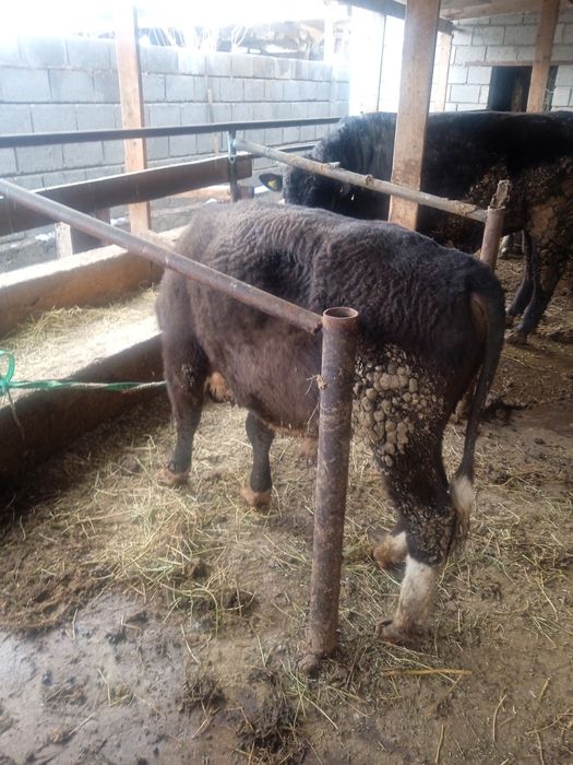 Бык бұқа семіз кемі бар залиний