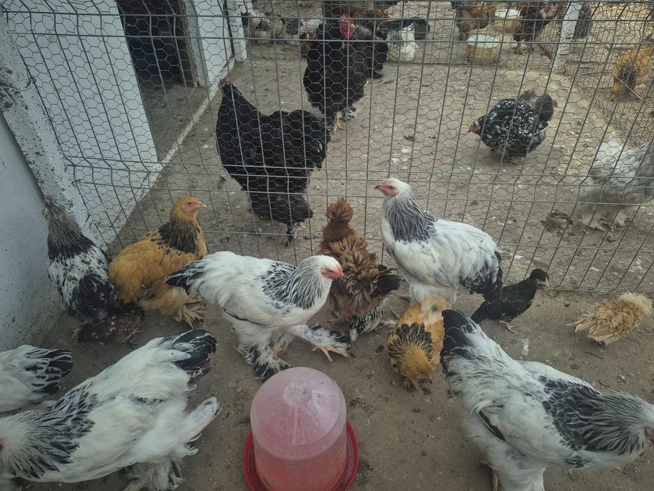 Vand gaini brahma cocoși