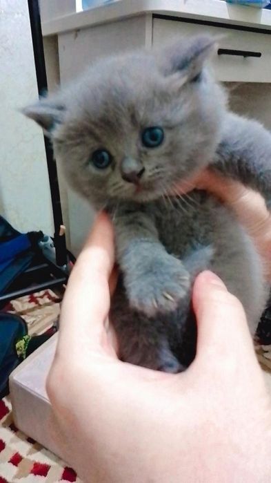 Продаю эту кошку в хорошие руки