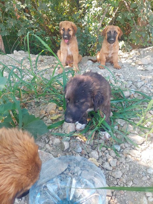 Кученца си търсят дом !