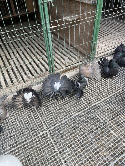 Porumbei Voltati Indieni!