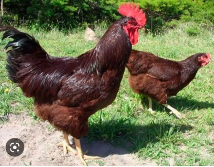 Ханхяп жўжалари сотилади xan xyap хан хяп корея