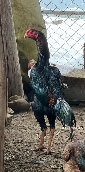 Дакан қораз арзан