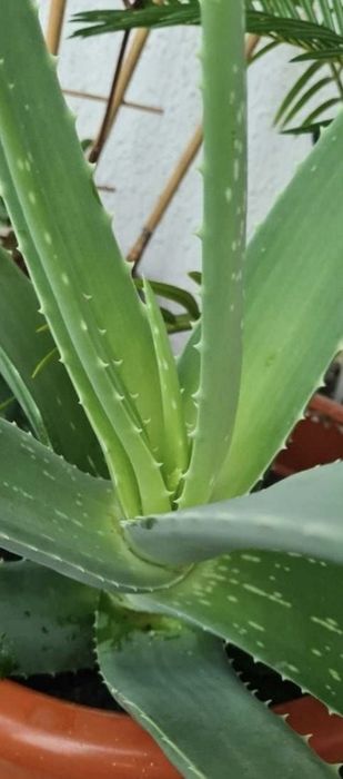 Vind Aloe Vera..
