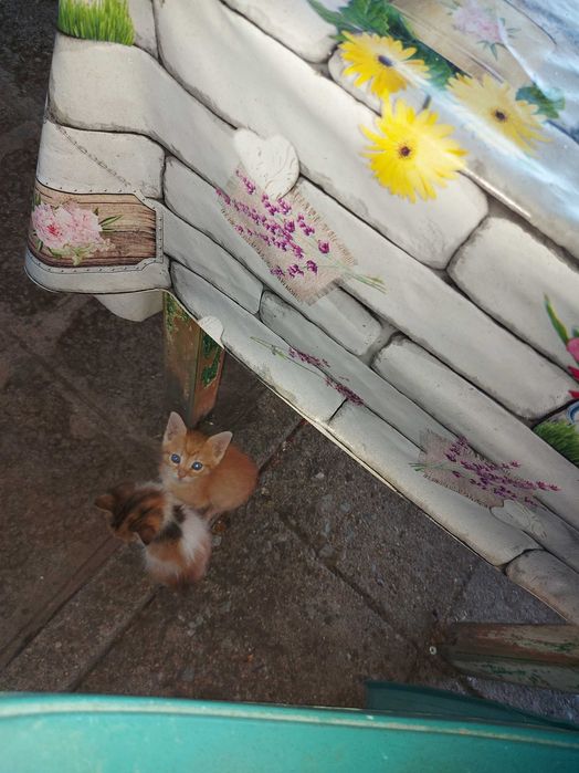 Подарявам 3 малки котенца на 6 седмици.Много са дружелюбни и игриви.Майка им беше убита и са отгледани с биберон, затова са много галени.