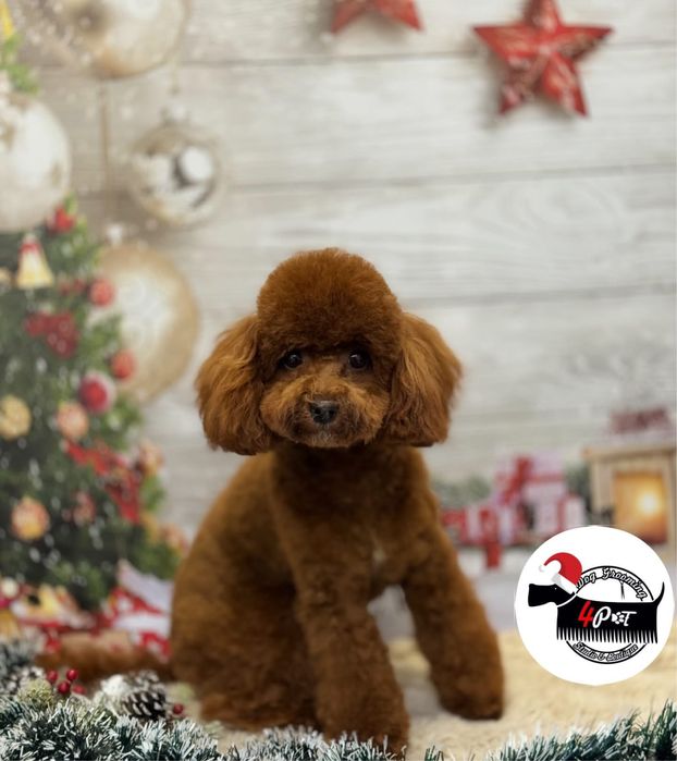 Пудел Той / Toy poodle