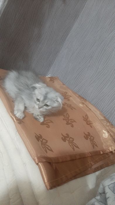 Продаётся   безлаушки  котята  3  месяца