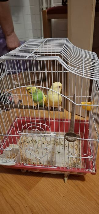 Vand papagali tip peruși