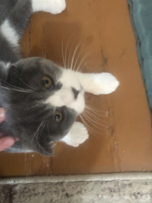 Scottish fold mushuk